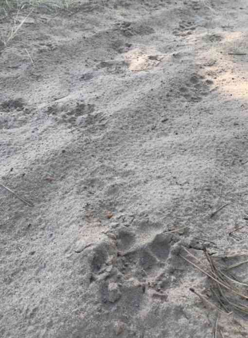 Mexican gray wolf tracks in dirt