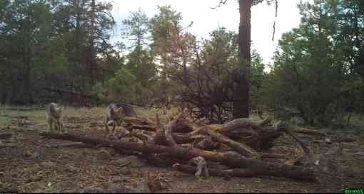 Mexican gray wolf pups on camera trap