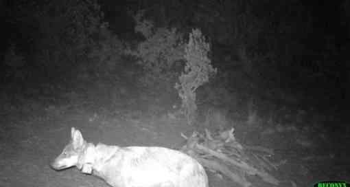 Female collared mexican gray wolf on camera