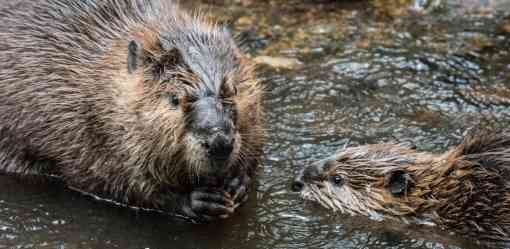 Two beavers in water