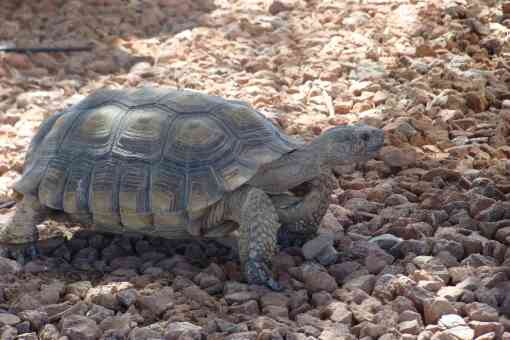 Mojave Desert Tortoise, Mojave Max, on stones