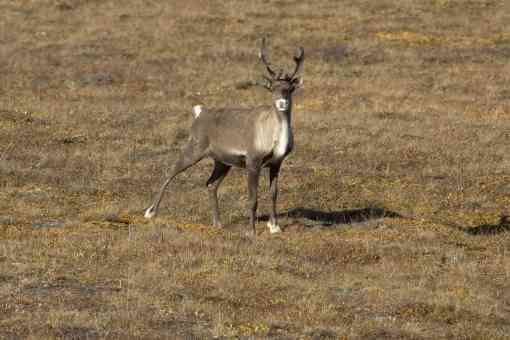 Caribou in the Arctic Refuge