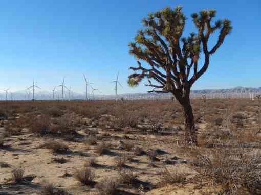 Joshua tree in front of wind farm - California Desert