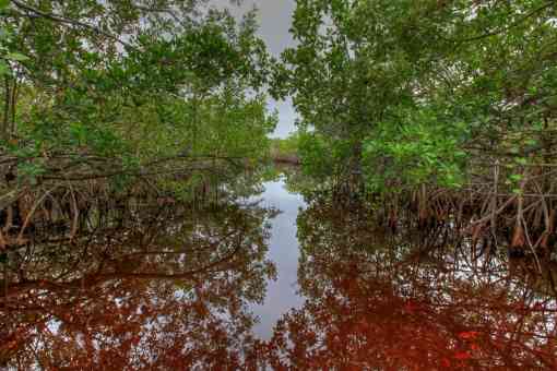 Mangroves reflecting in water