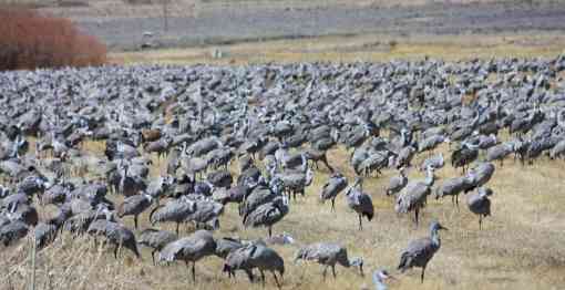 Sandhill crane congregation standing in field