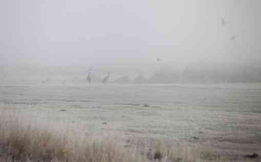 Spring mist cloaks waterfowl and sandhill cranes