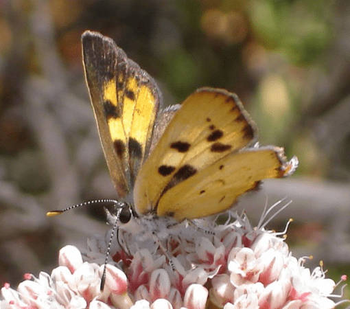 Hermes copper butterfly feeding on nectar of California buckwheat 