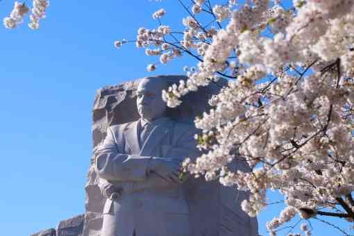 Martin Luther King Jr Memorial with Cherry Blossoms in Washington DC