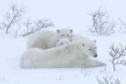 Polar bear family on snow