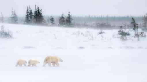 Polar Bear Family Braves High Winds