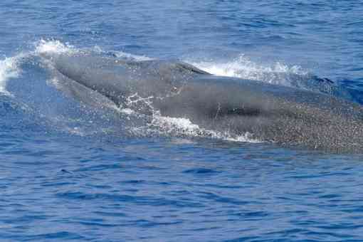 Gulf of mexico whale above the surface 
