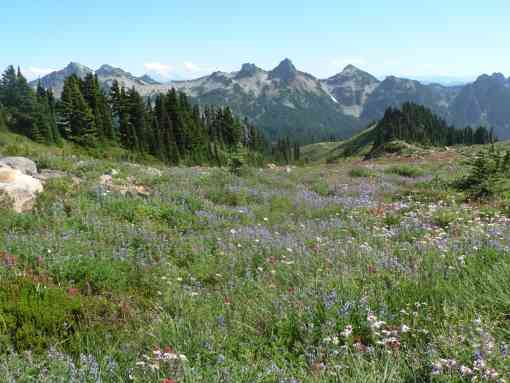 Wildflowers at Mount Rainier