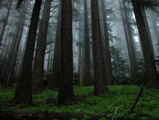 Hurricane forest trees with fog and mist 