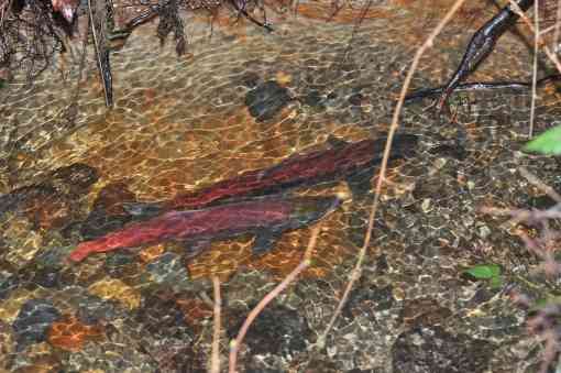 Salmon swimming upstream under tree roots 