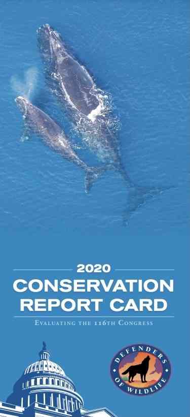 2020 conservation report card