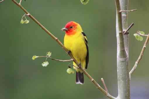 Male western tanager on a tree