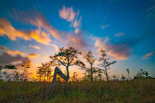  A bald cypress tree shaped like an "N" in Everglades National Park at sunrise.