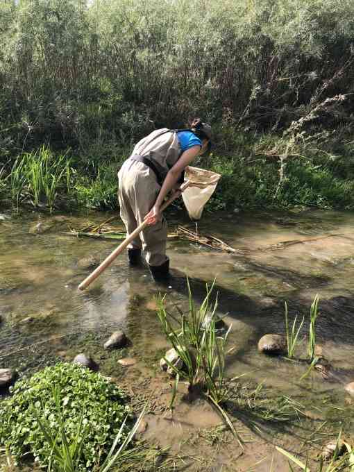 Naanibah using a kick net to collect aquatic macronivertebrate samples
