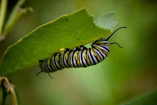 monarch butterfly caterpillar on milkweed