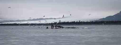 Humpback whales bubble net feeding
