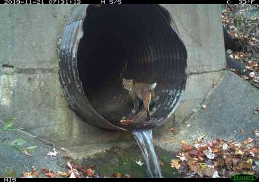 Bobcat in culvert under I-40