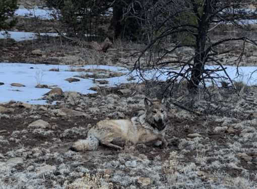 Female mexican gray wolf laying down after being collared