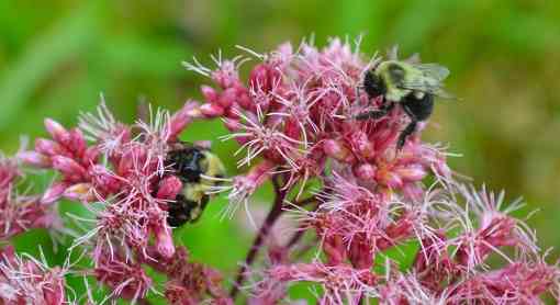 Eastern bumble bees pollinating Joe pye weed