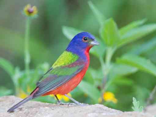 Painted bunting on ground