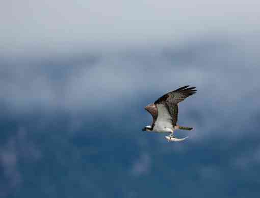 Osprey Flying With a Dolly Vardin 