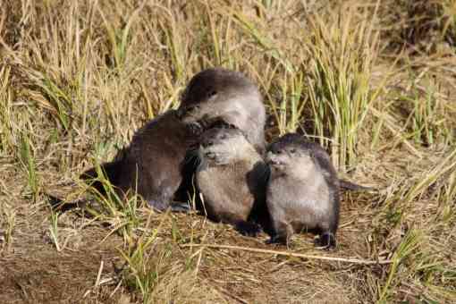River otter family on bank