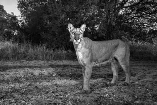 Florida panther in black and white