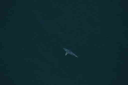 A shortfin mako shark spotted approximately 22NM off Cumberland Island, GA on Mar. 20, 2017.
