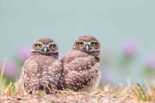 Two burrowing owlets on the ground