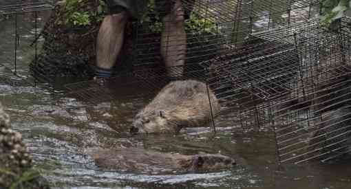 A beaver family exploring their new home after being live-trapped and relocated. 