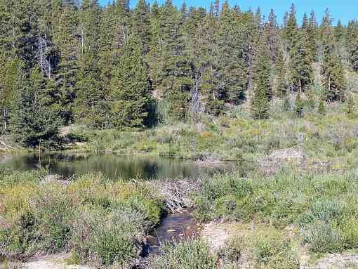 A beaver dam, pond, and lodge in the mountains of Colorado