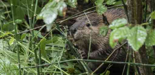 Beaver eat mostly leaves and herbaceous vegetation in the summer.