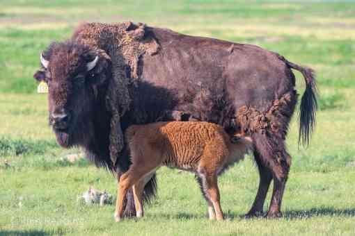 Bison baby with mother 