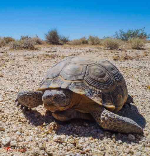 Mojave Desert Tortoise in California