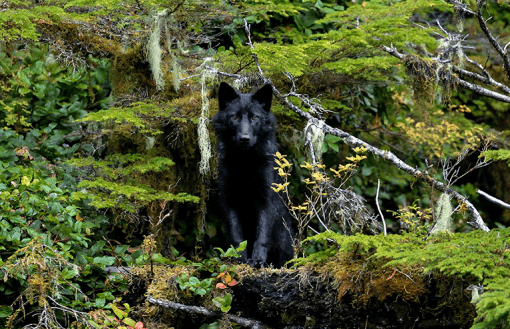 Alexander Archipelago wolves are a rare subspecies of gray wolf that live on Prince of Wales Island in Alaska's Tongass National Forest.