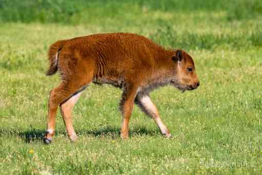 Baby calf at Heartland Ranch Nature Preserve