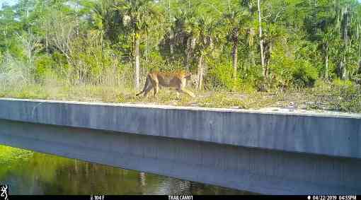 Florida panther crossing underpass