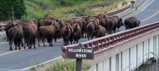 Herd of Bison Crossing Bridge over Yellowstone River