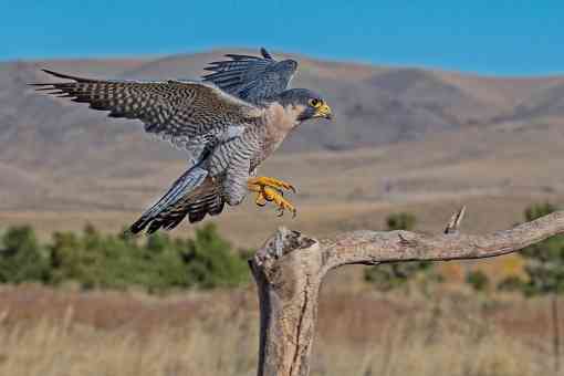 Peregrine Falcon Landing on Branch