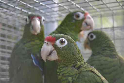 Puerto Rican parrots prior to release, Bosque del Estado, Maricao, Puerto Rico