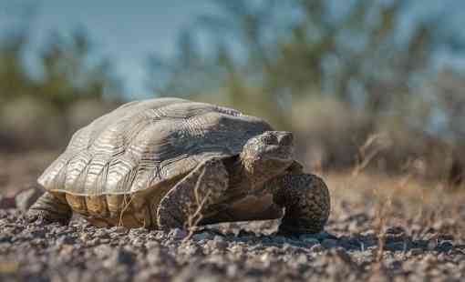 Mojave desert tortoise