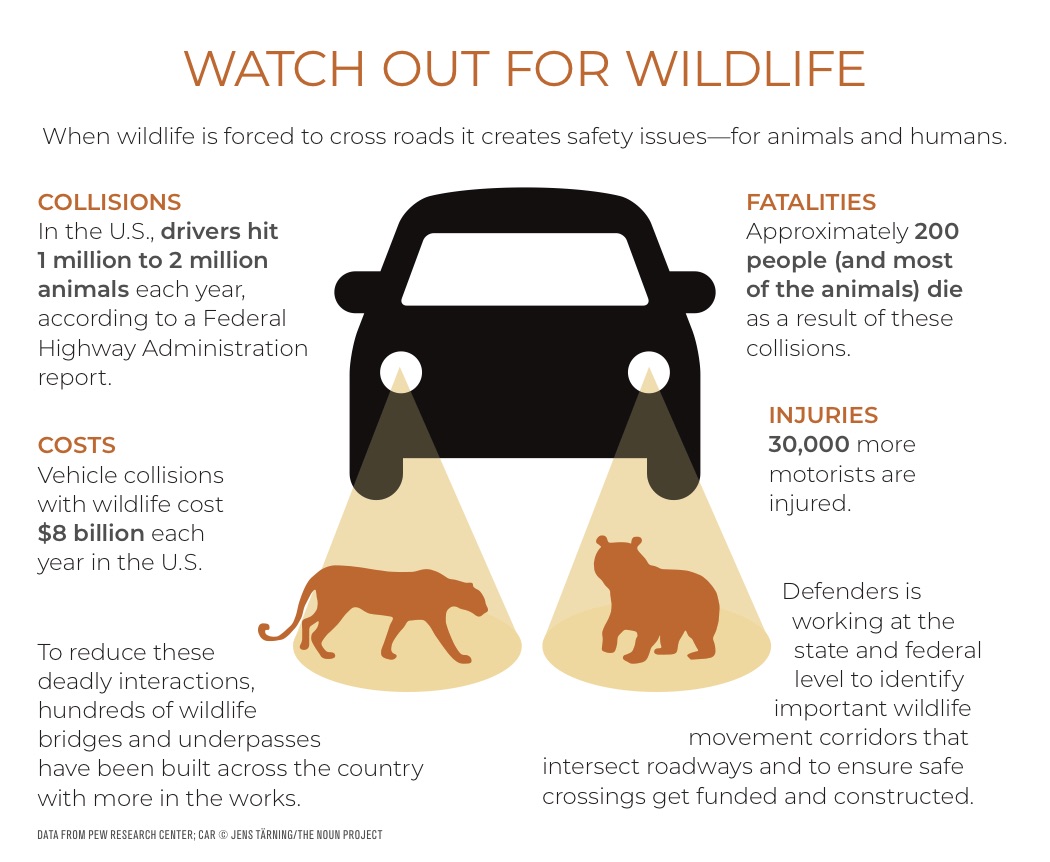 Why we need to protect the wildlife