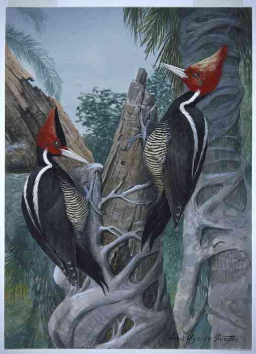 Ivory-billed Woodpecker by artist Louis Agassiz Fuertes