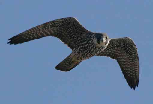 Hovering Peregrine Falcon