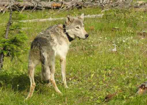 Collared gray wolf, Wallowa County, Oregon