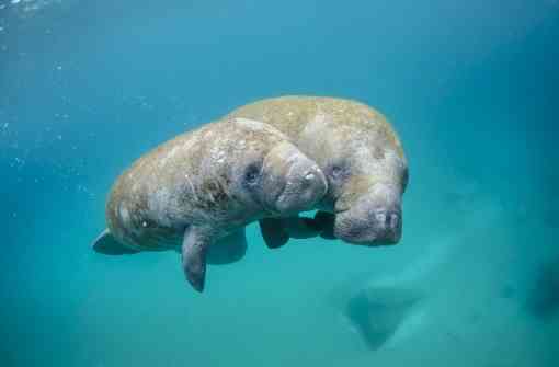 Mother manatee and calf swimming